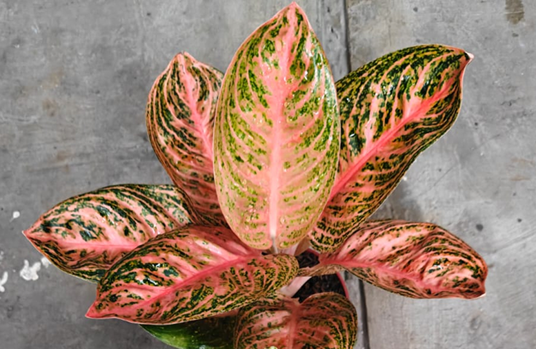 Aglaonema Widuri Konon & Neon
