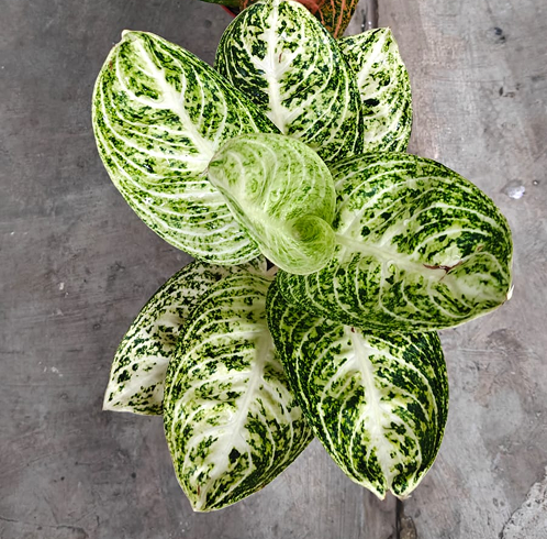 Aglaonema Widuri Konon & Neon