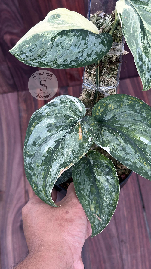Scindapsus Exotica Tricolor- Best Selected
