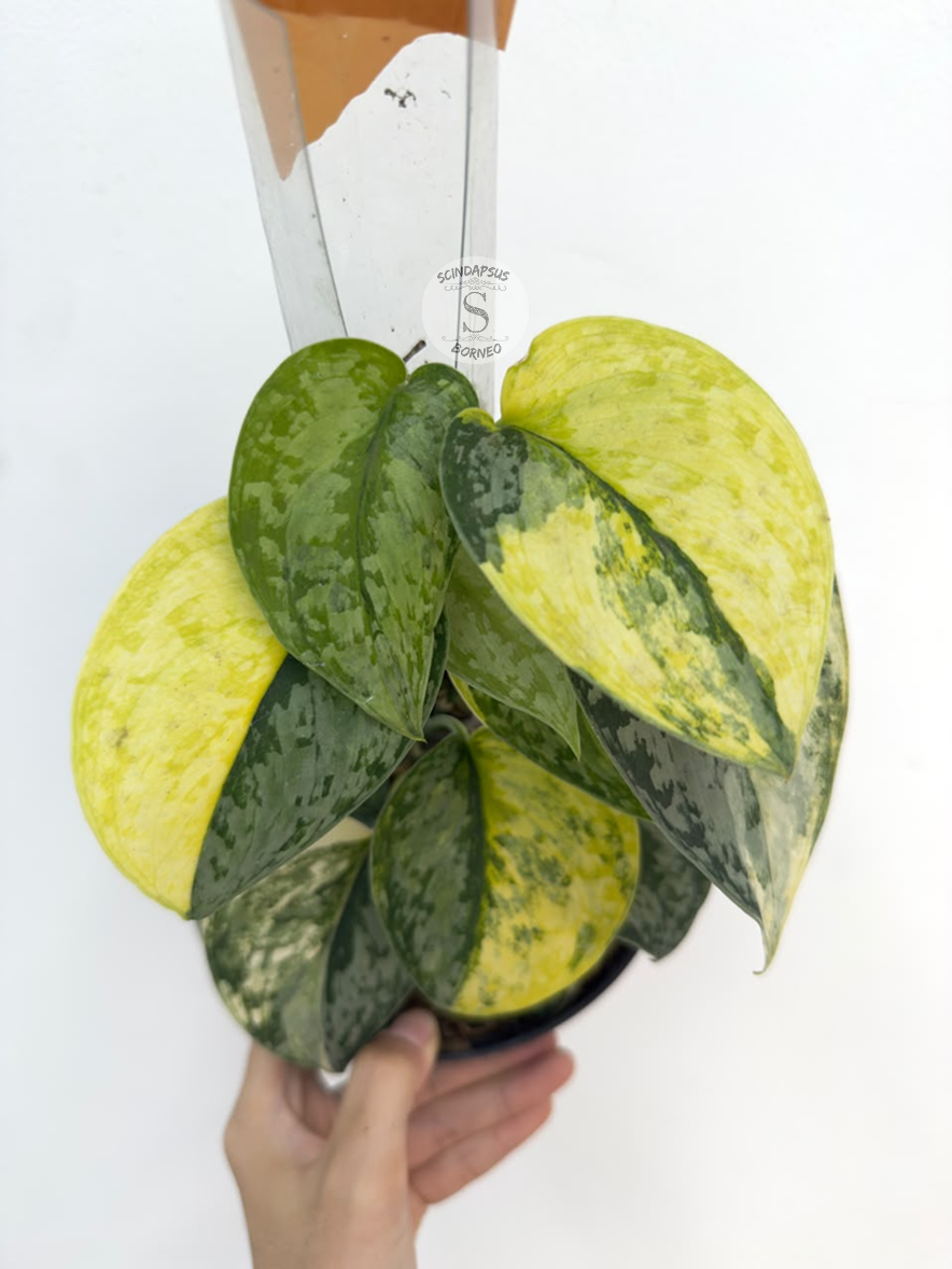 Scindapsus Geulis - Best Selected