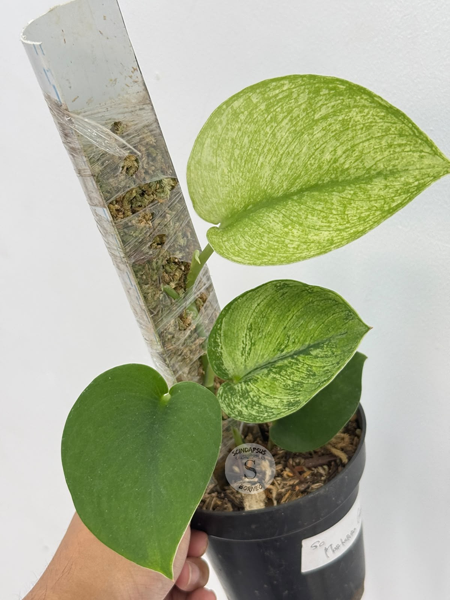 Scindapsus martapura galaxy - Best Selected