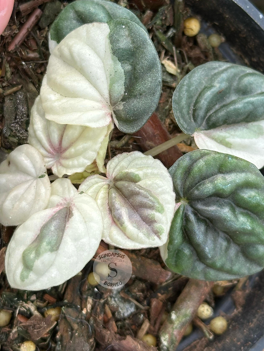 Peperomia Dark Purple Mutation - Scindapsus Borneo