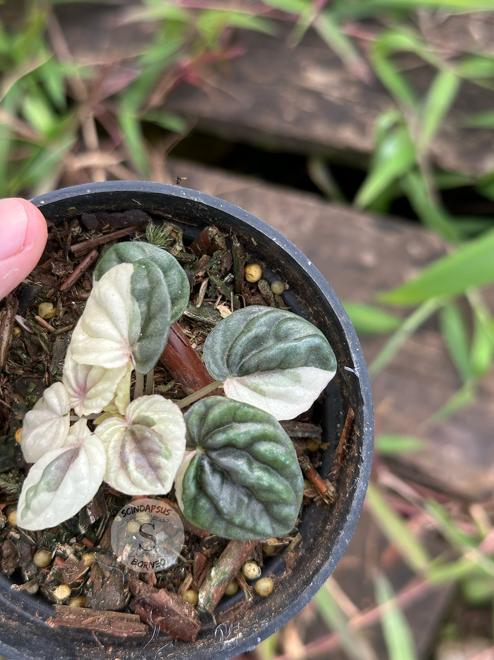 Peperomia Dark Purple Mutation - Scindapsus Borneo