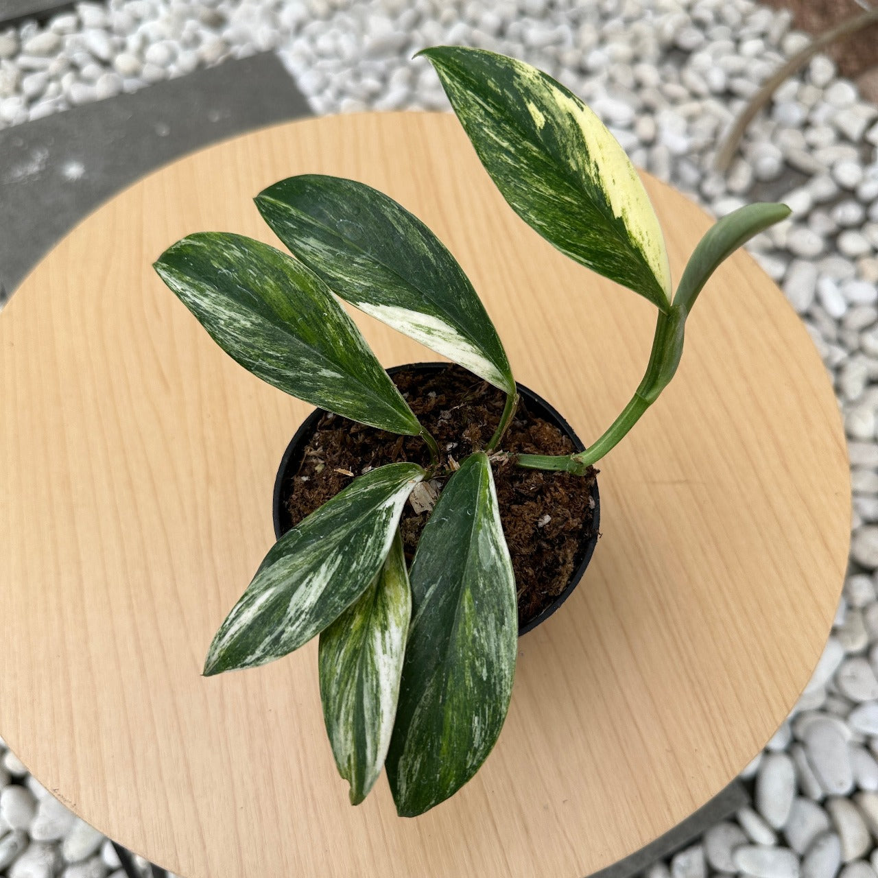Rhapidhopora eliptifolia tricolor
