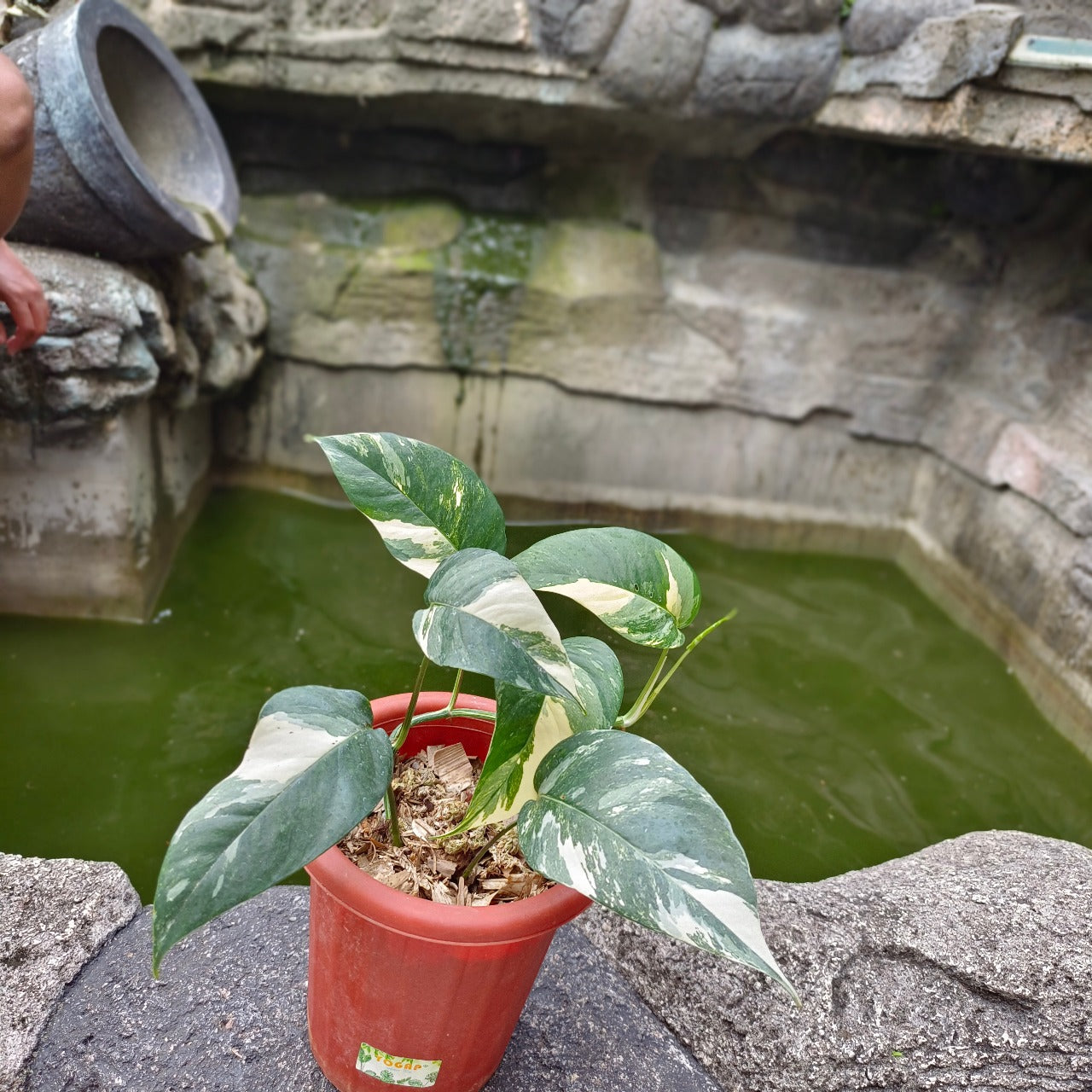 Epipremnum albo - Scindapsus Borneo