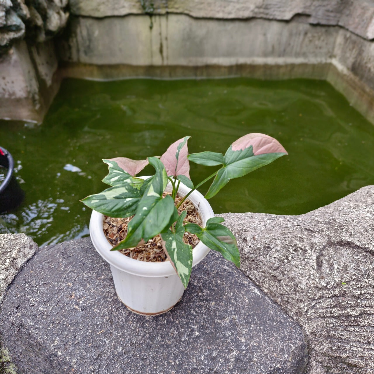 Syngonium pink splash tricolor - Scindapsus Borneo