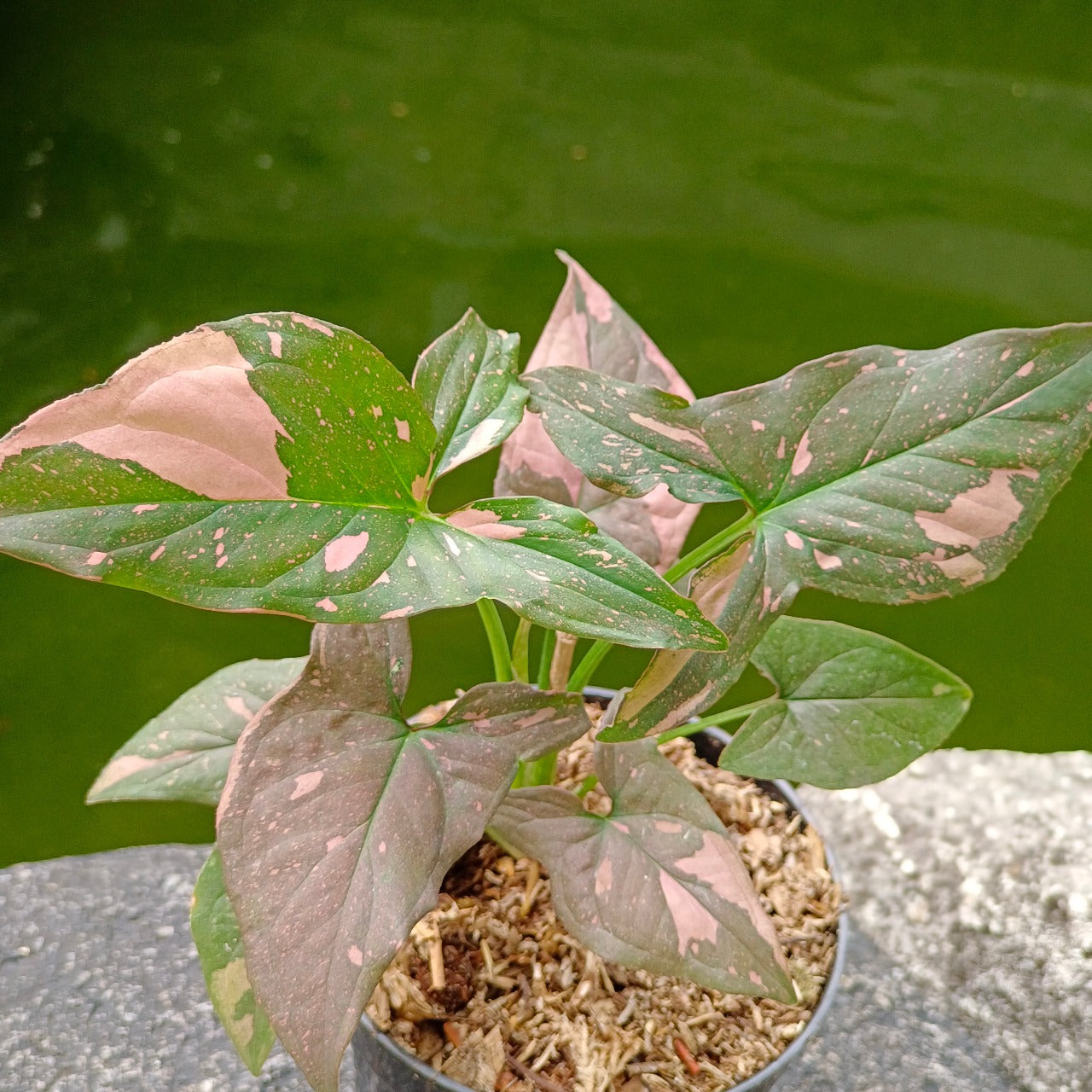 Syngonium pink splash