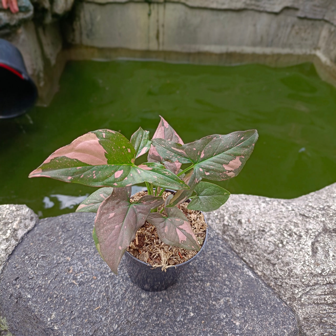 Syngonium pink splash - Scindapsus Borneo