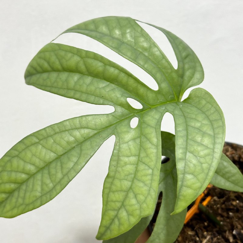 Amydrium medium silver - Scindapsus Borneo