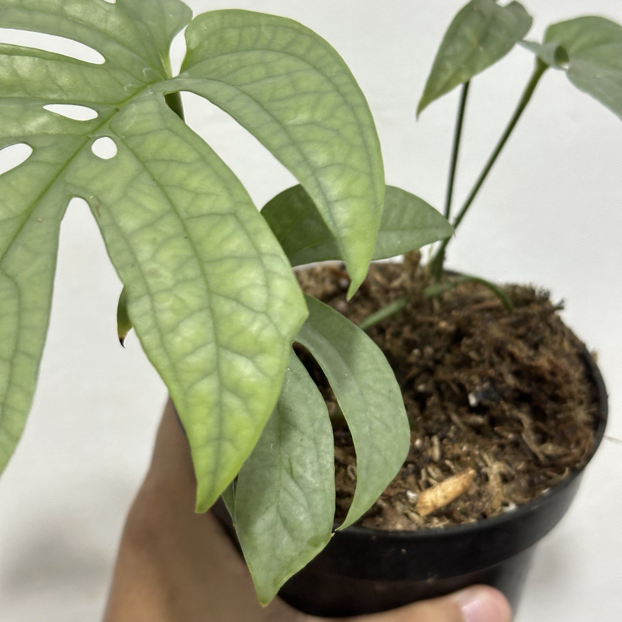 Amydrium medium silver - Scindapsus Borneo