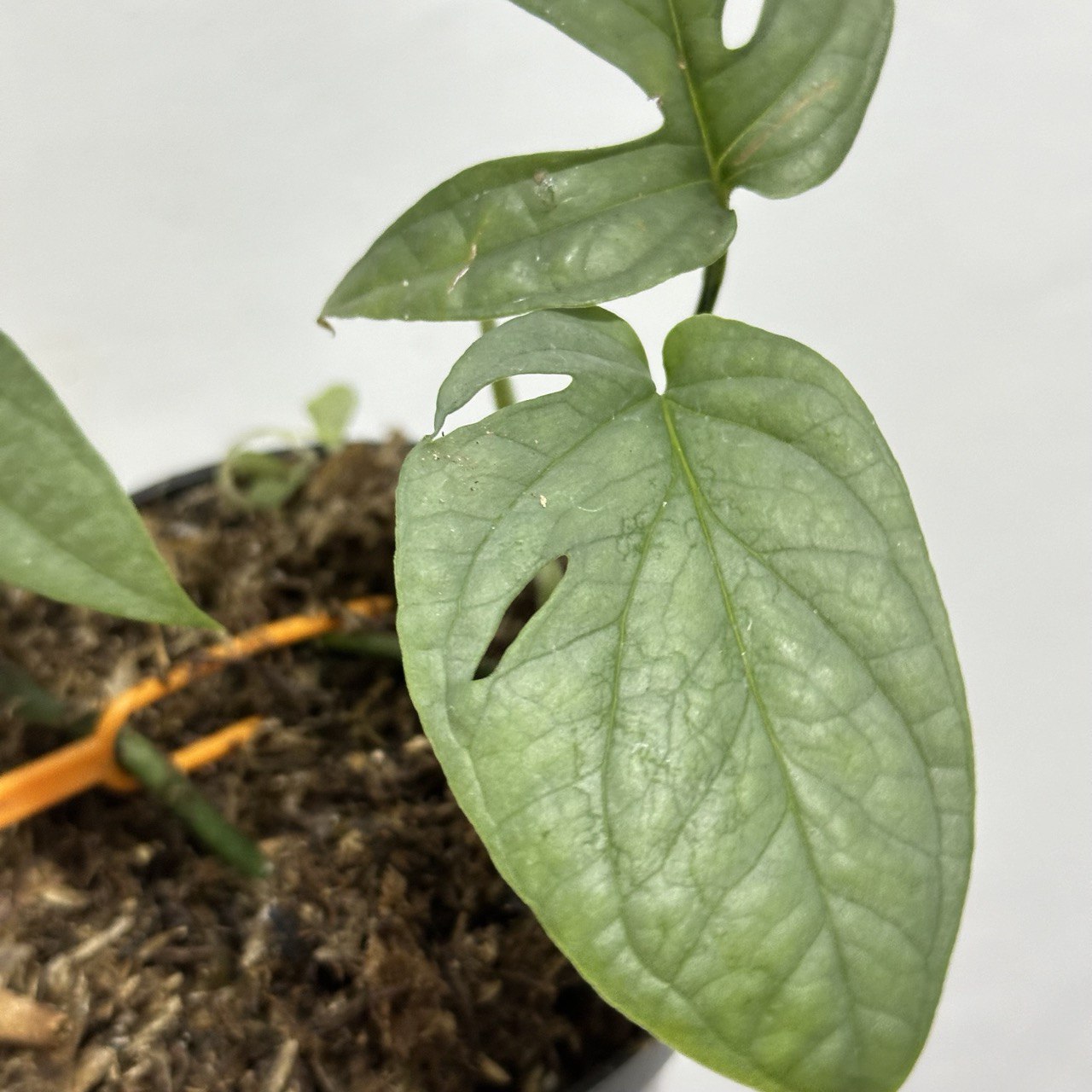 Amydrium medium silver - Scindapsus Borneo