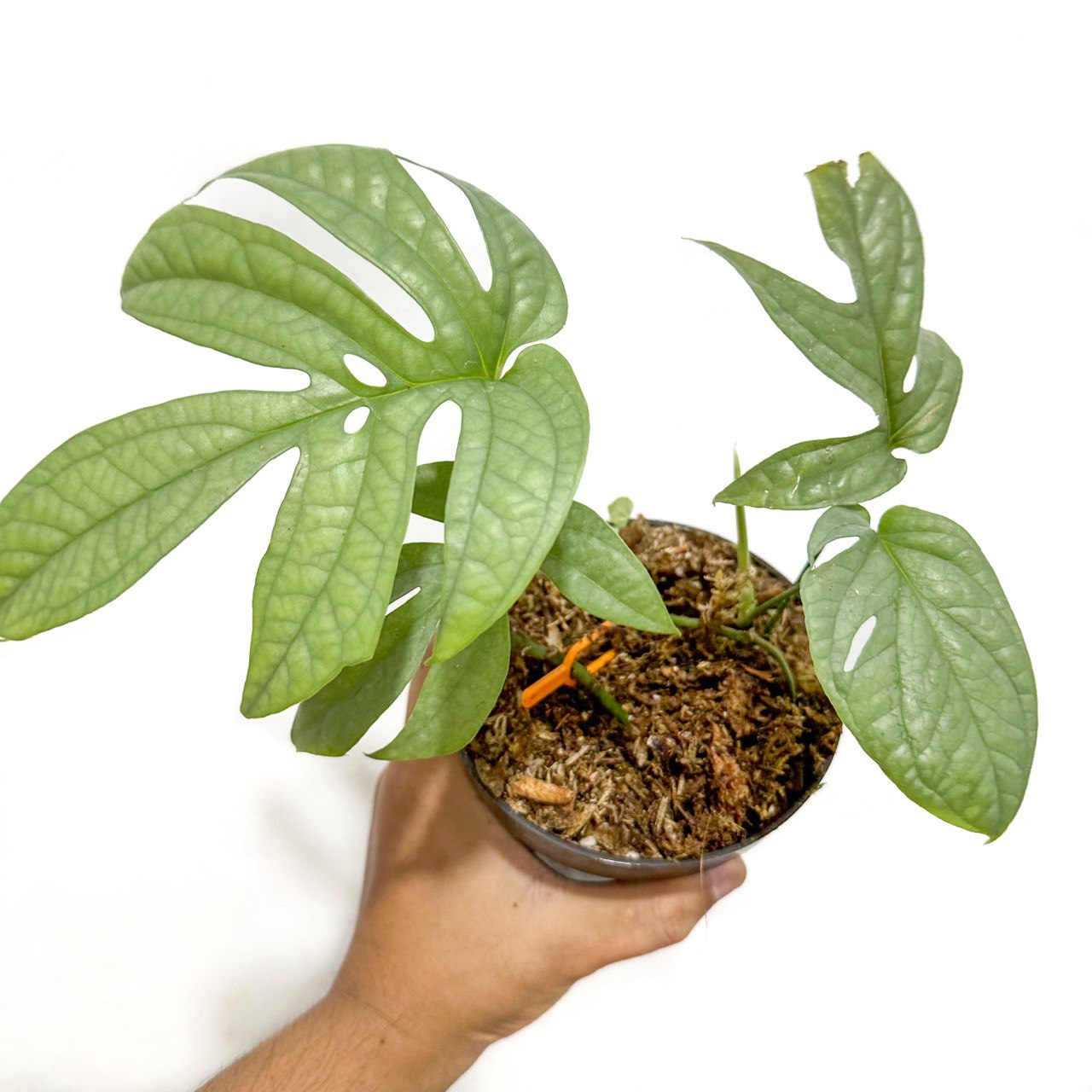Amydrium medium silver - Scindapsus Borneo
