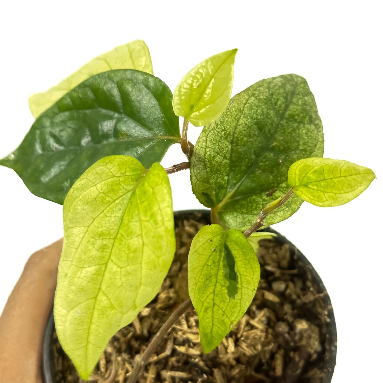 Piper ornatum variegated - Scindapsus Borneo