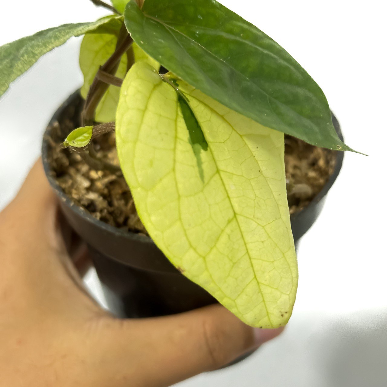 Piper ornatum variegated - Scindapsus Borneo