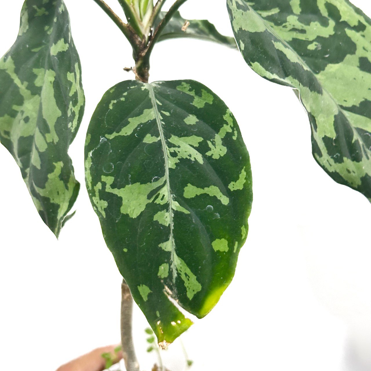 Aglaonema picture tricolor