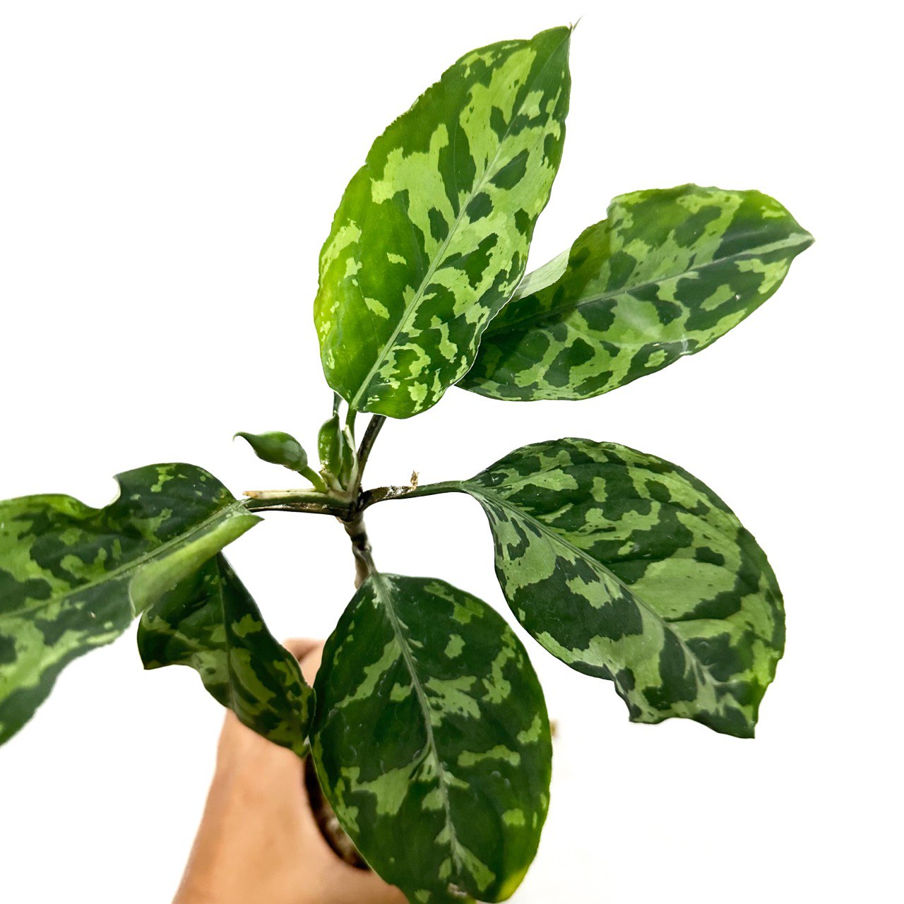 Aglaonema picture tricolor - Scindapsus Borneo