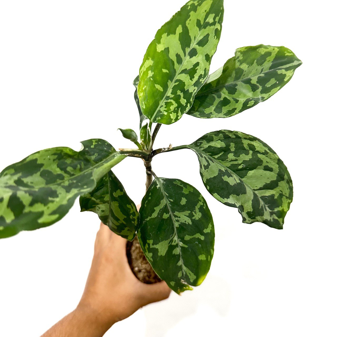 Aglaonema picture tricolor - Scindapsus Borneo