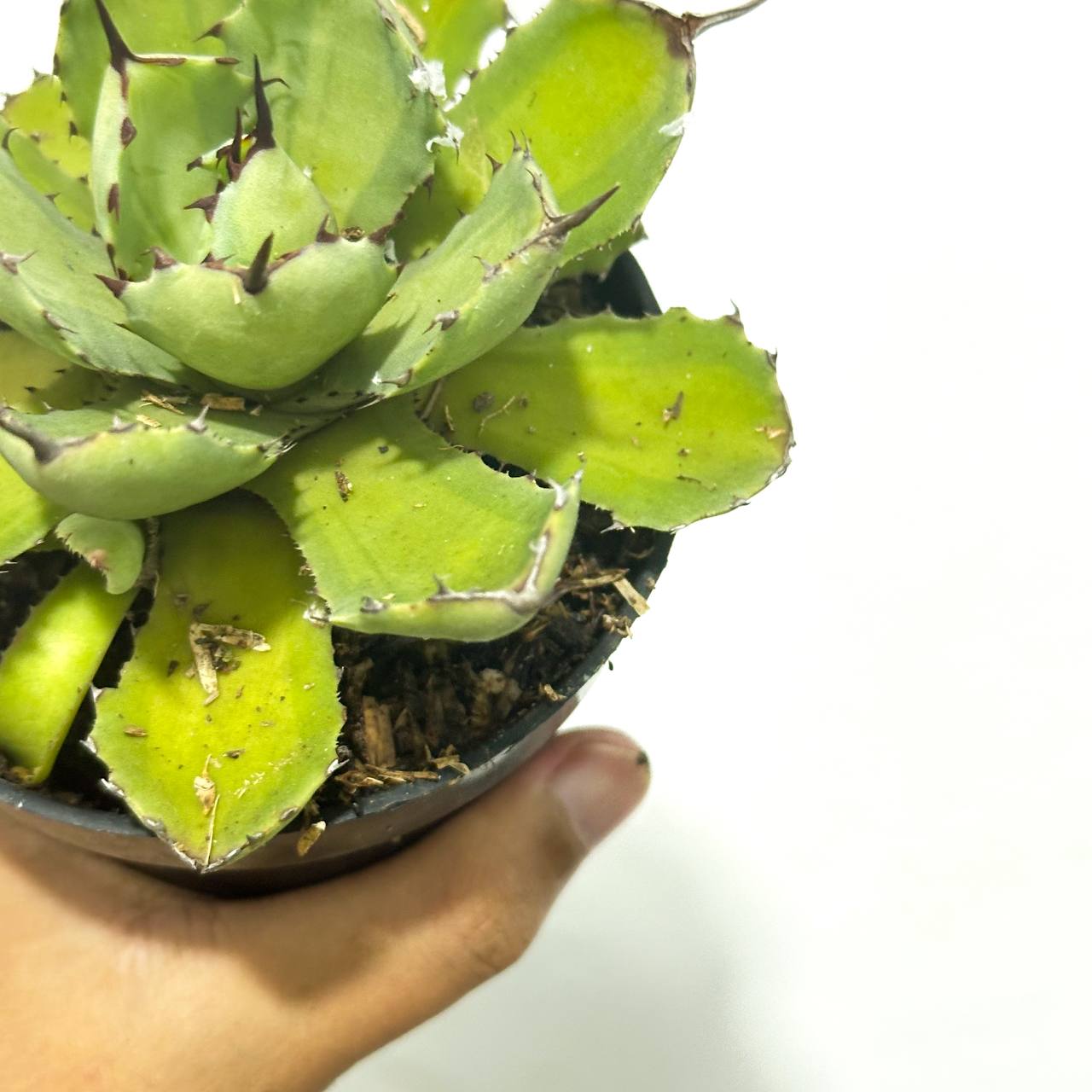Agave potatorum variegated - Scindapsus Borneo