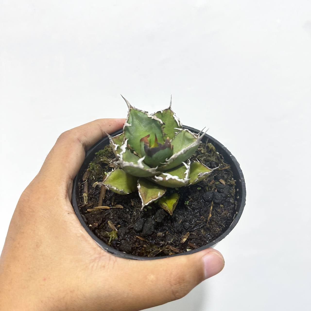 Agave titanota fo76 - Scindapsus Borneo