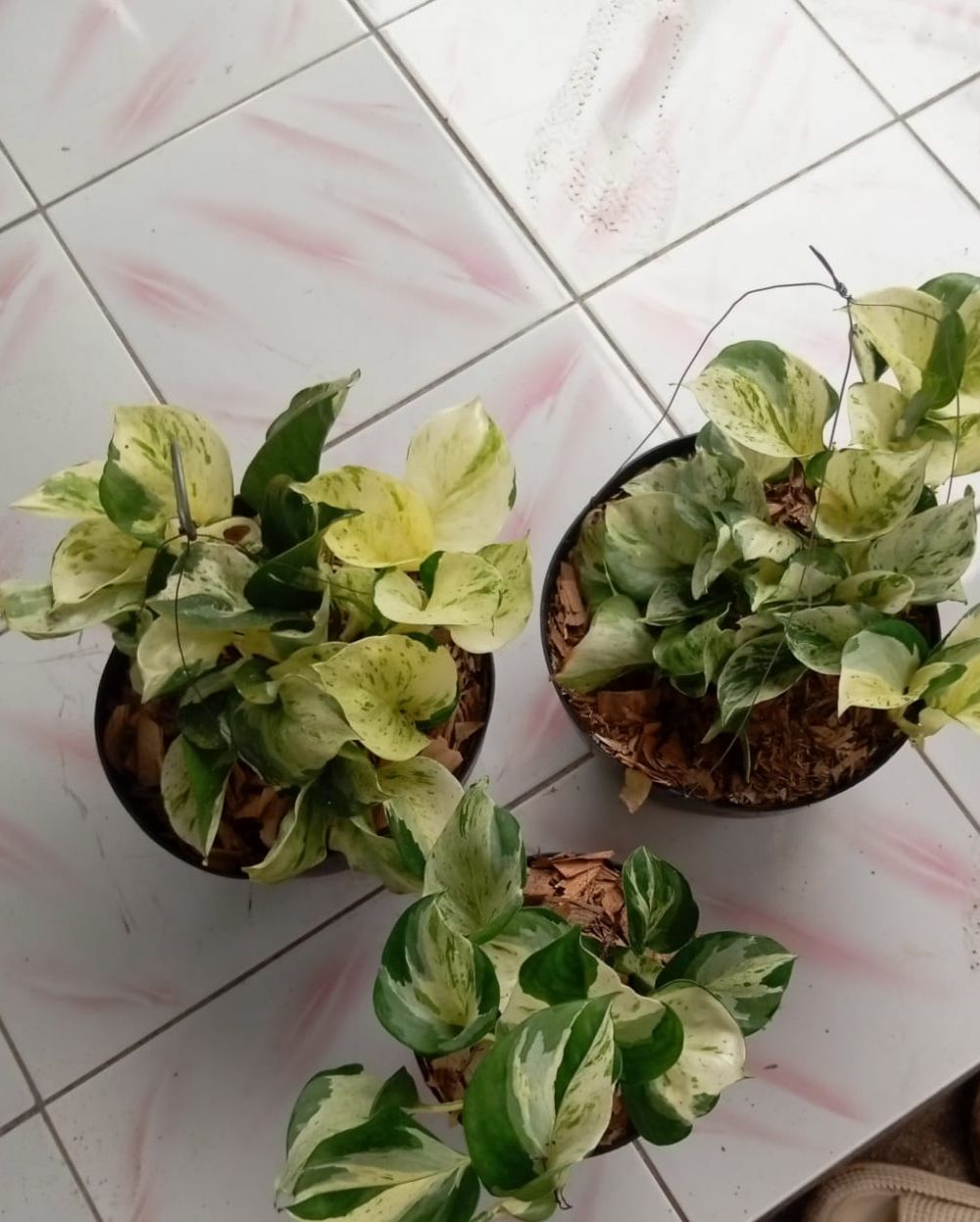 Pothos Manjula