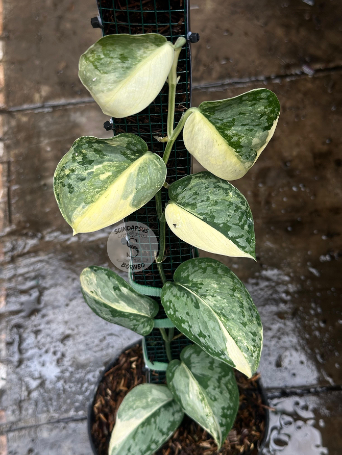 Scindapsus No ID - Best Selected
