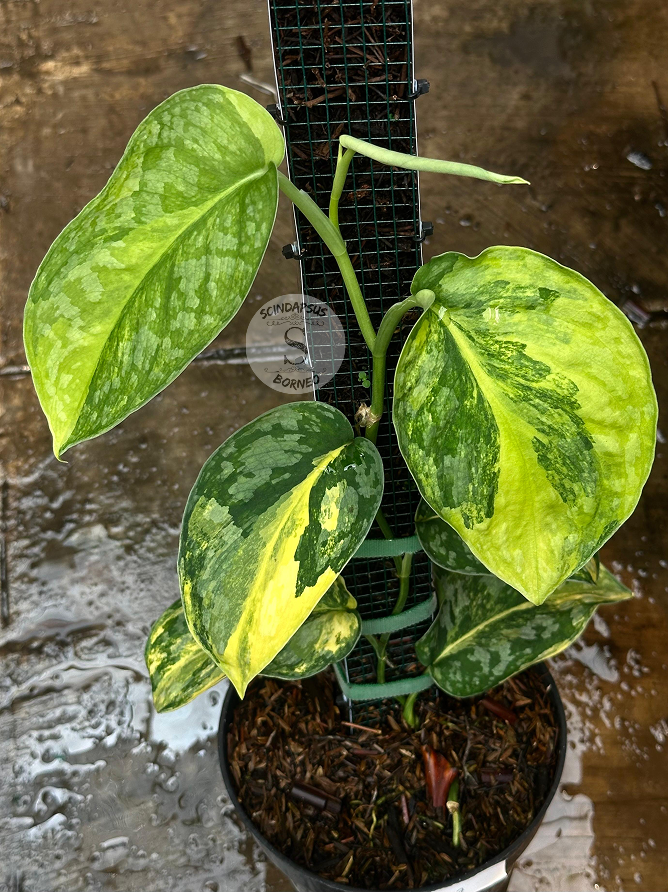 Scindapsus Andalas - Best Selected