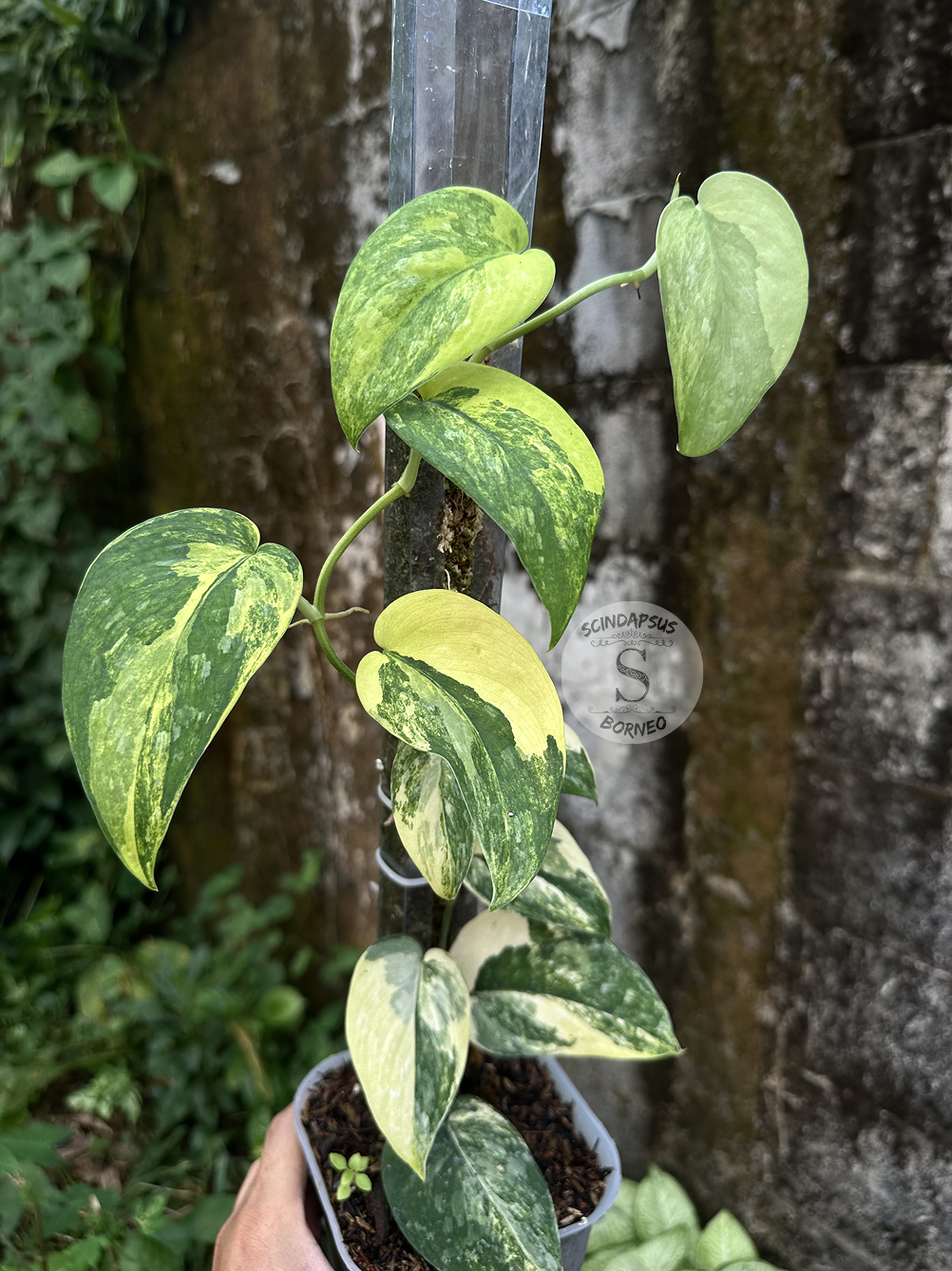 Scindapsus Silver Splash Neon - Scindapsus Borneo
