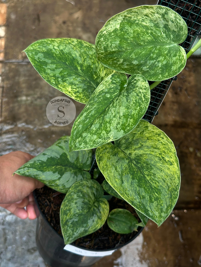 Scindapsus Tembaga - Best Selected