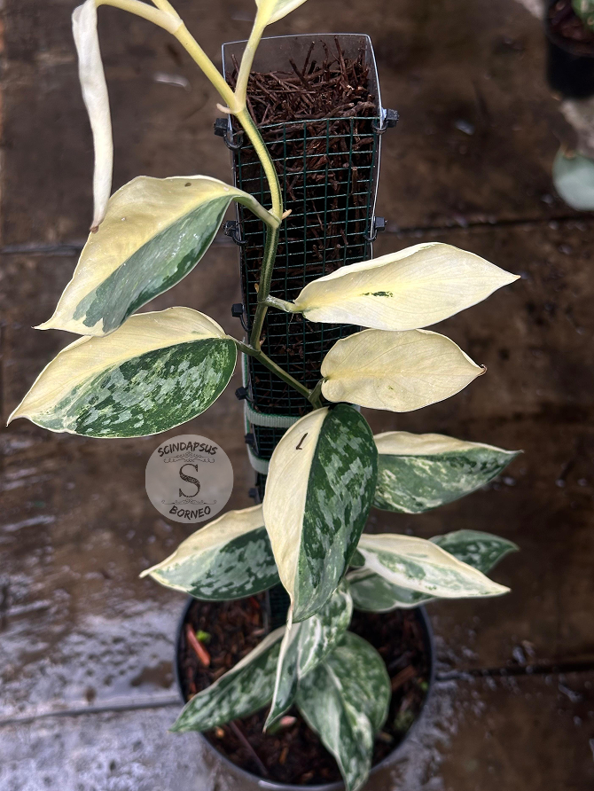 Scindapsus White Diamond - Best Selected