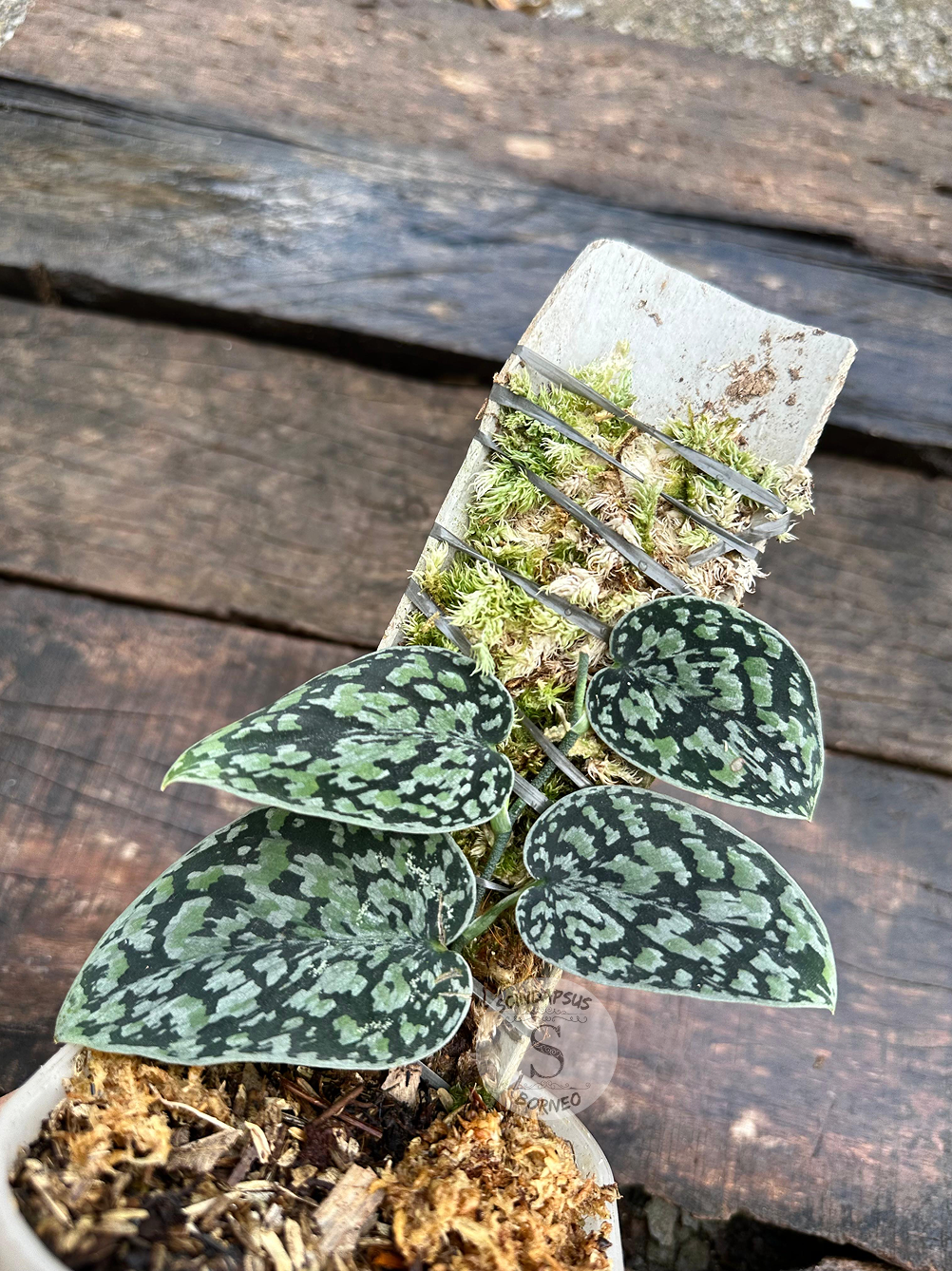 Scindapsus Tricolor Dark Manalak 2 - Best Selected - Scindapsus Borneo