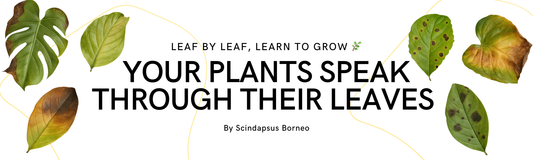 Plant Leaf Problems: Simple Ways to Diagnose and Fix Your Houseplants - Scindapsus Borneo