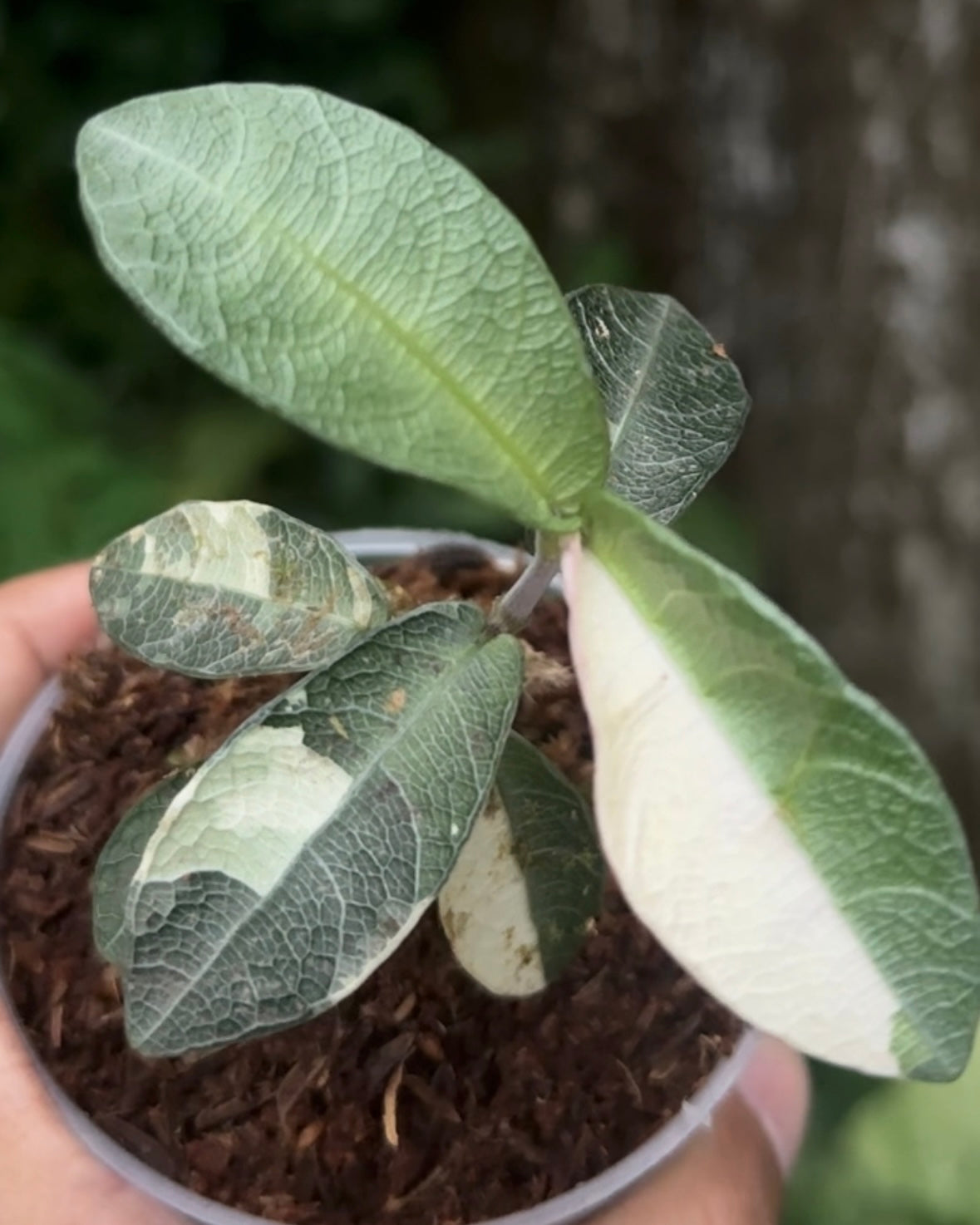 Labisia Silver Variegata