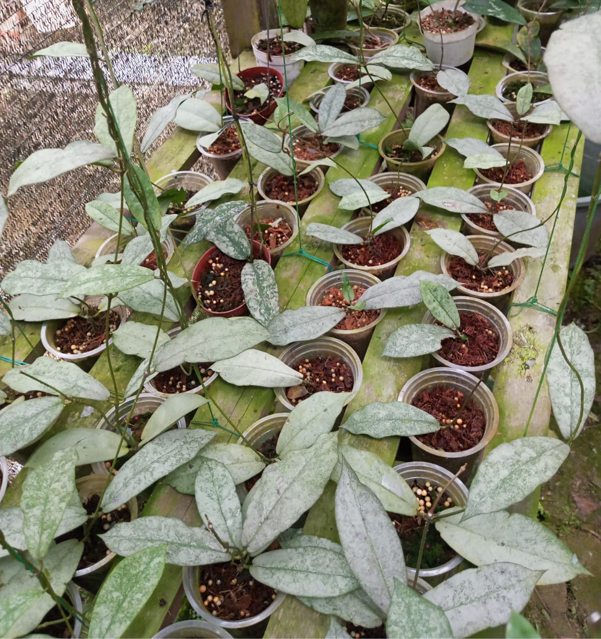 Hoya Mirata Silver - Scindapsus Borneo