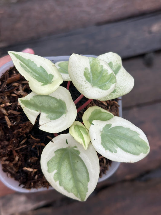 Peperomia Water Melon White Mutation