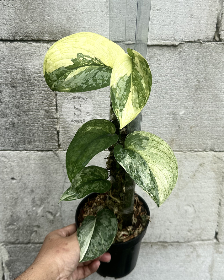 Scindapsus NO ID - Best Selected - Choice 3 - Scindapsus Borneo