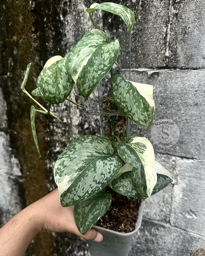 Scindapsus NO ID - Best Selected - Choice 6 - Scindapsus Borneo