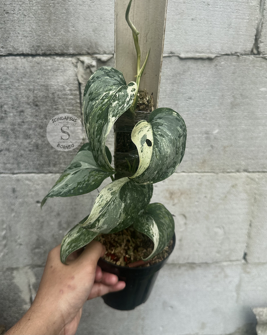 Scindapsus NO ID - Best Selected - Choice 4