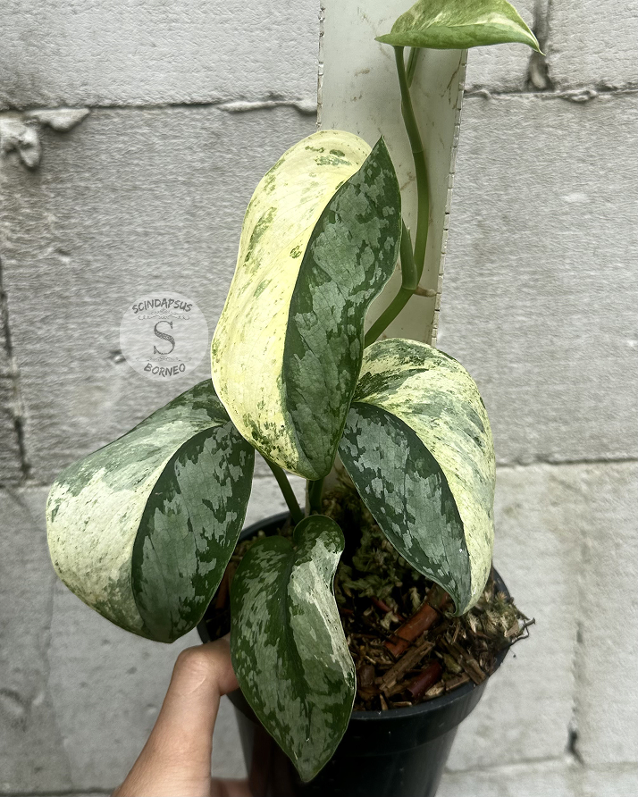 Scindapsus NO ID - Best Selected - Choice 2 - Scindapsus Borneo
