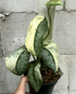 Scindapsus NO ID - Best Selected - Choice 2 - Scindapsus Borneo