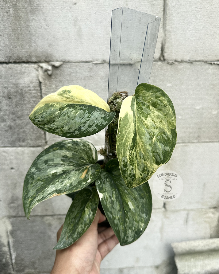 Scindapsus NO ID - Best Selected - Choice 1 - Scindapsus Borneo