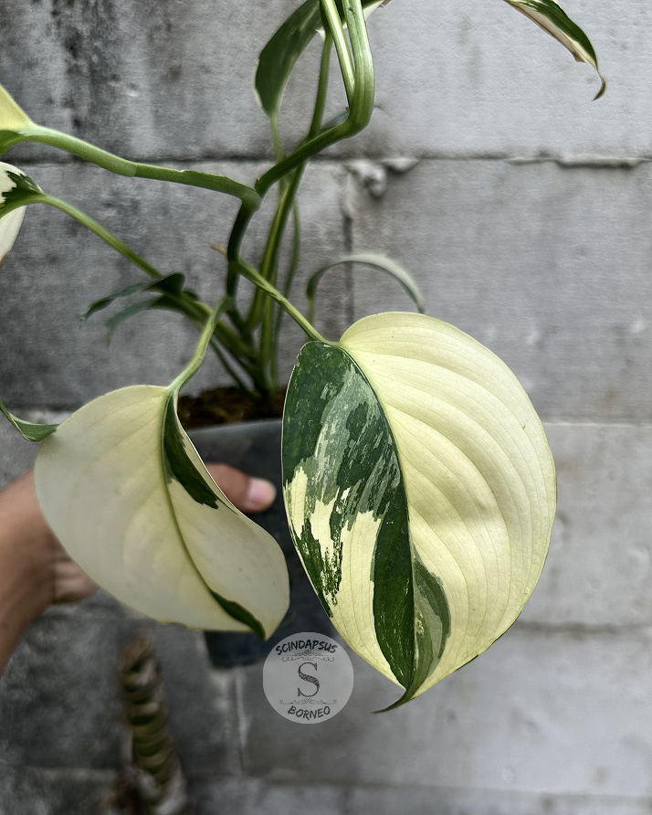 Scindapsus Haderaceus Cream - Best Selected - Scindapsus Borneo