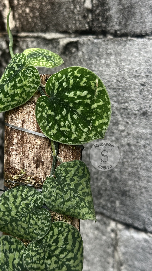 Scindapsus Snake Scale Tricolor - Best Selected - Scindapsus Borneo