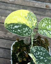 Scindapsus Senopati - Best Selected - Scindapsus Borneo