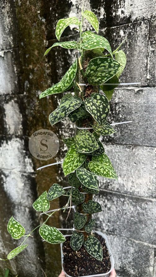 Scindapsus Tricolor Dark Manalak - Best Selected - Scindapsus Borneo