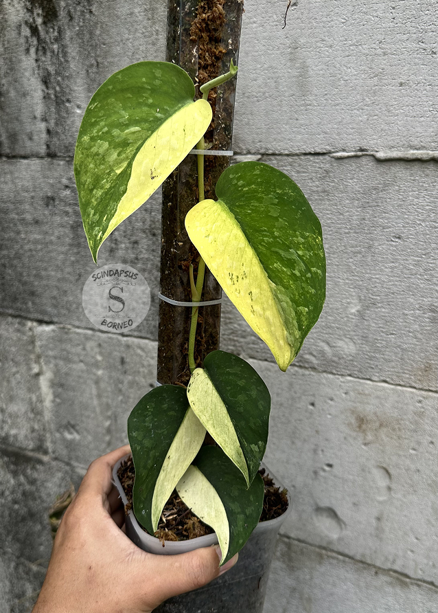 Scindapsus Yellow Phoenix - Best Selected - Scindapsus Borneo