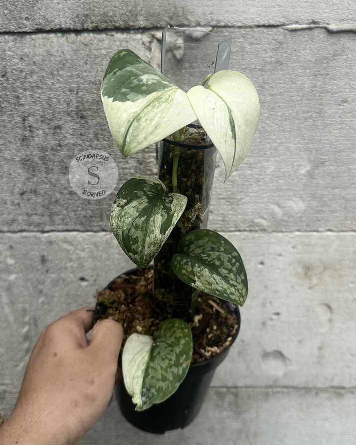 Scindapsus Siak Albo - Best Selected - Scindapsus Borneo