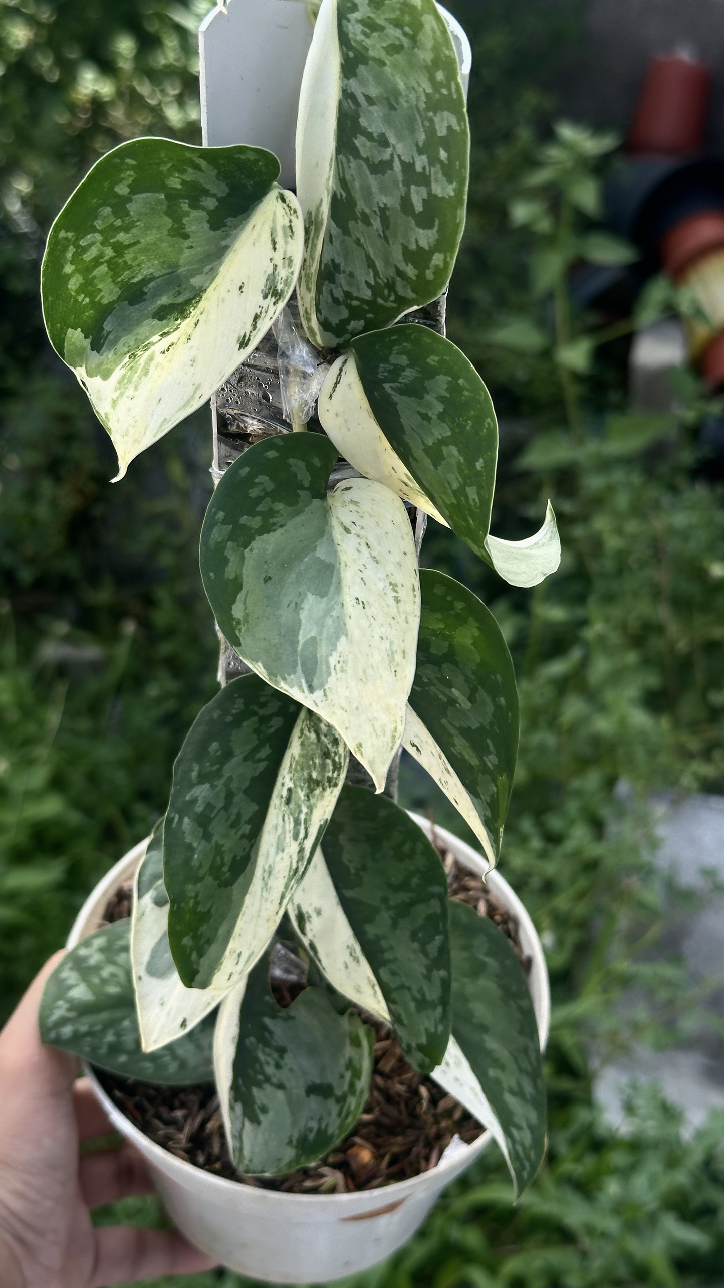 Scindapsus Acyntia Halfmoon - Best Selected