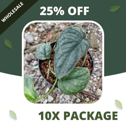 Scindapsus Gray Amazonica - Package 10x