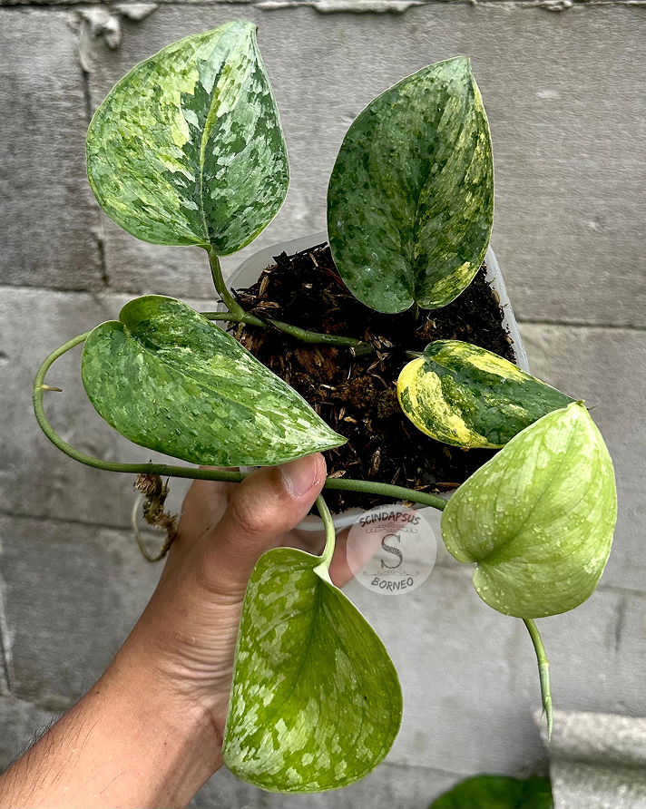 Scindapsus Mahabrata - Scindapsus Borneo
