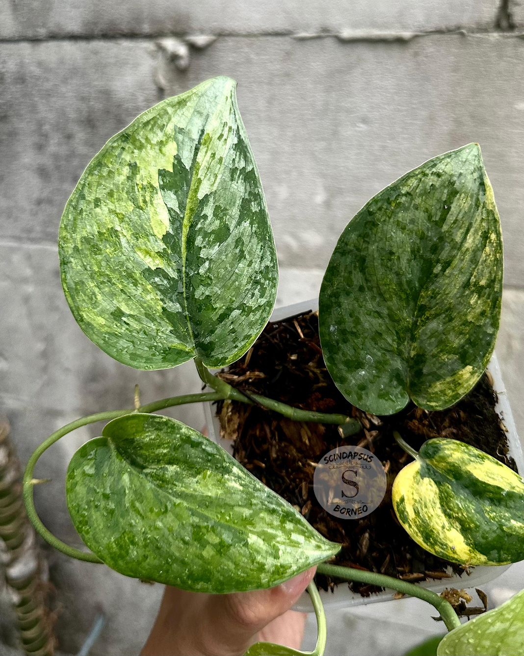 Scindapsus Mahabrata – Scindapsus Borneo